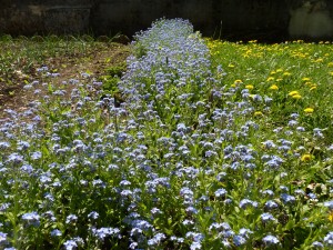 photos Jura fleurs bleues
